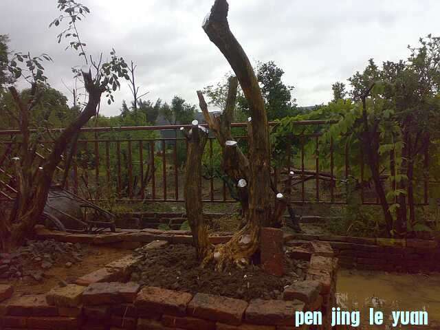 20111109035-С.jpg