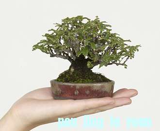 1108isozansyo.jpg