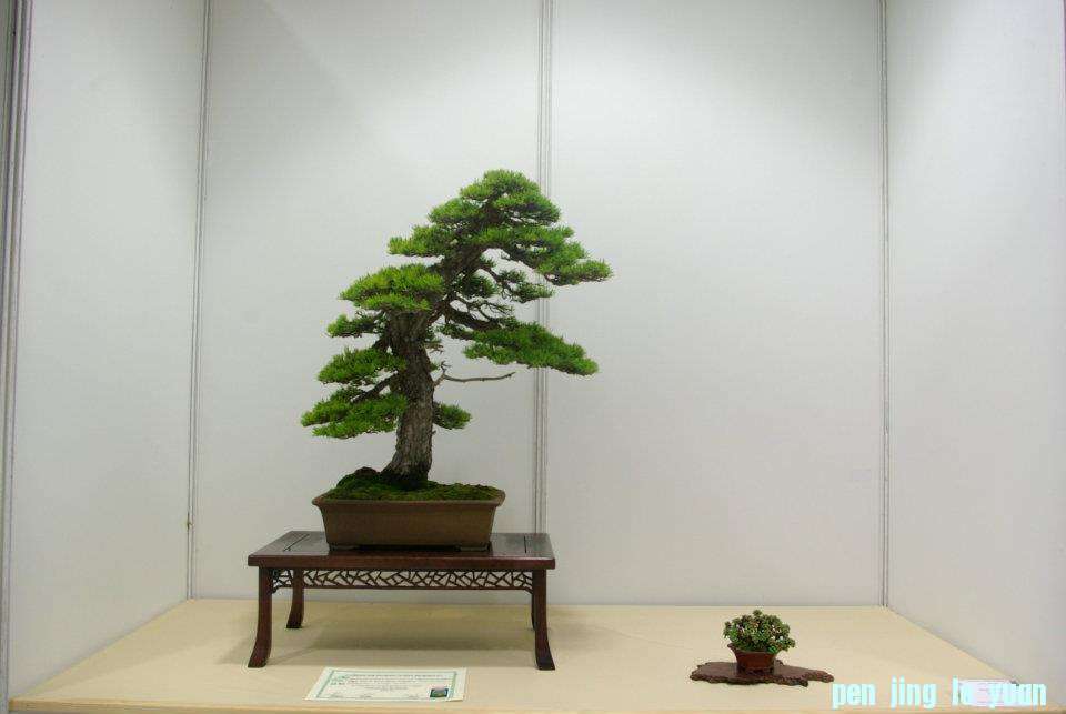 Centro Niemeyer Primero Concurso Nacional de Bonsai 011.jpg