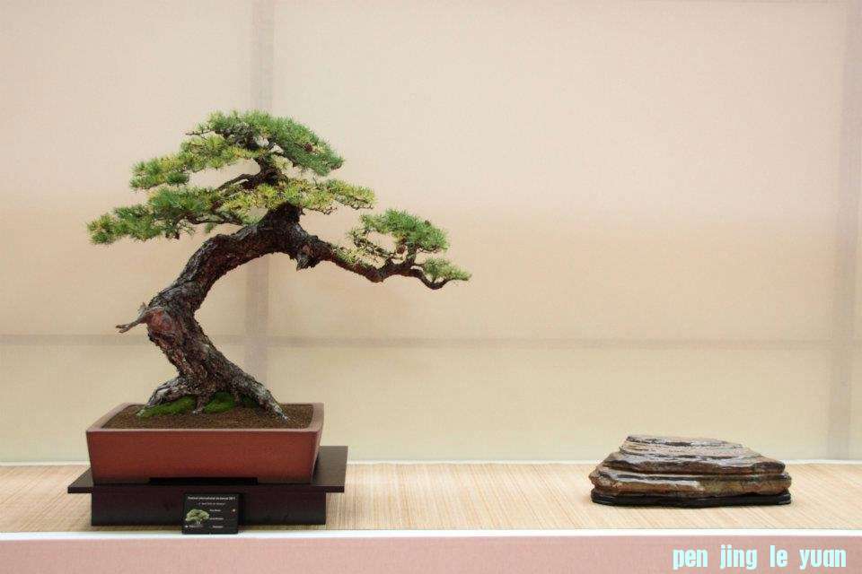 Festival International du Bonsai Saulieu 8 & 9 october 2011.jpg