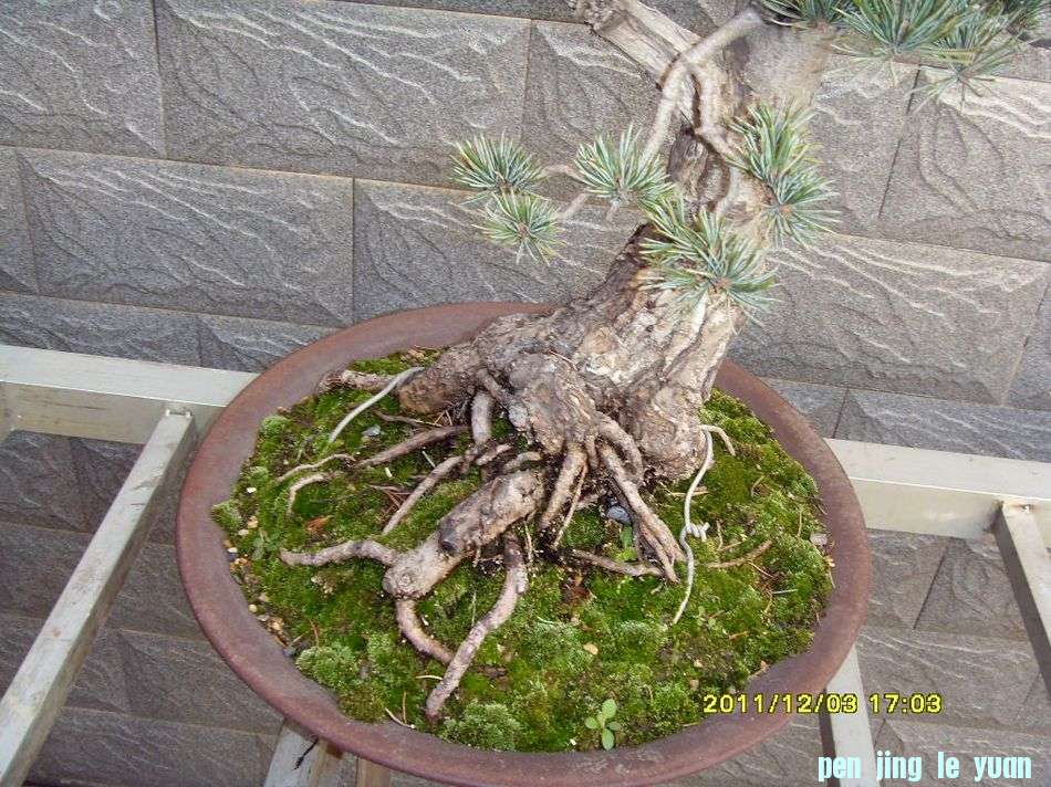 SDC12435.JPG