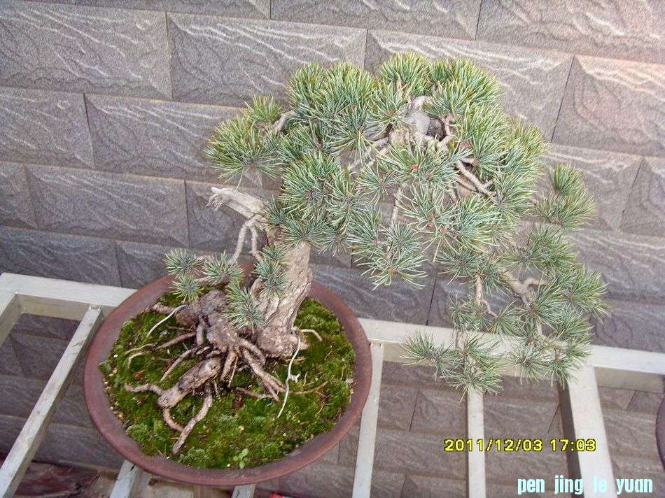 SDC12436.JPG