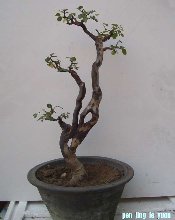 Ƥȸ11124a.JPG