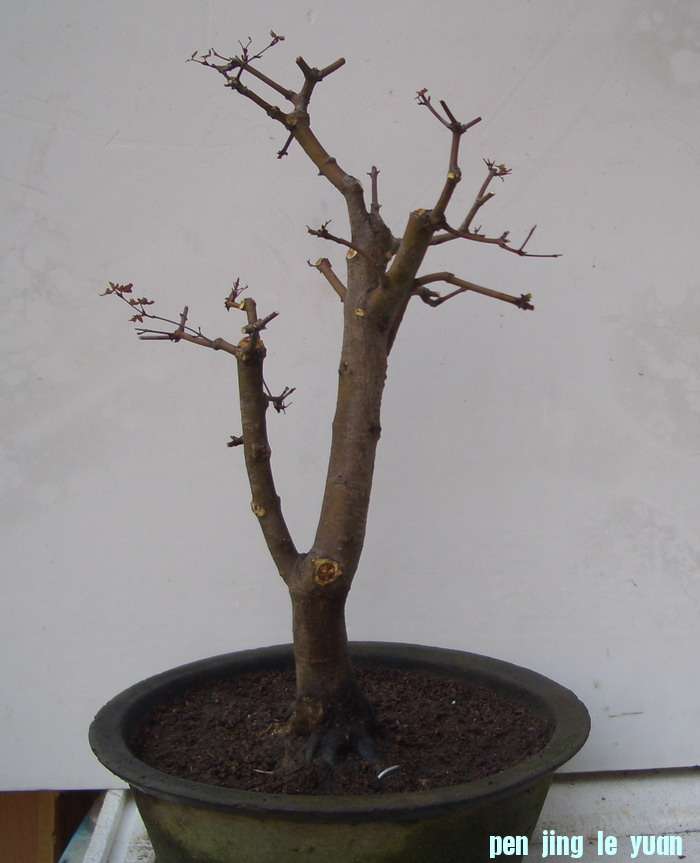 11124a.JPG
