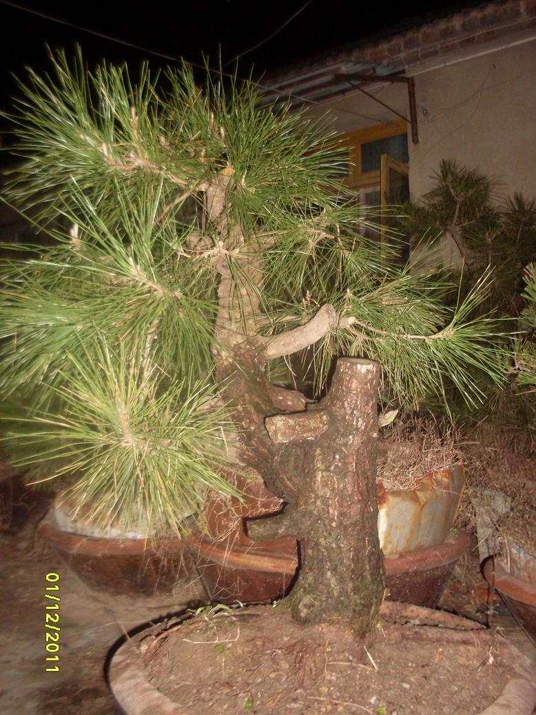 SDC10915.JPG