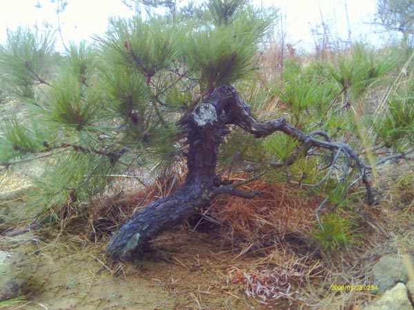 IMAG0033.JPG