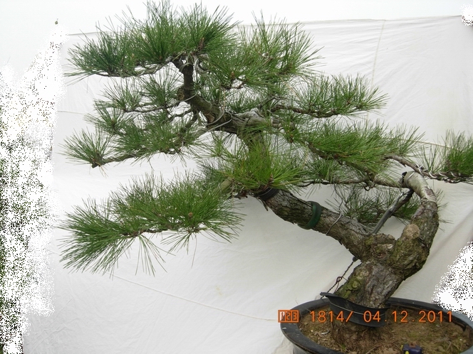 DSCN4763.JPG