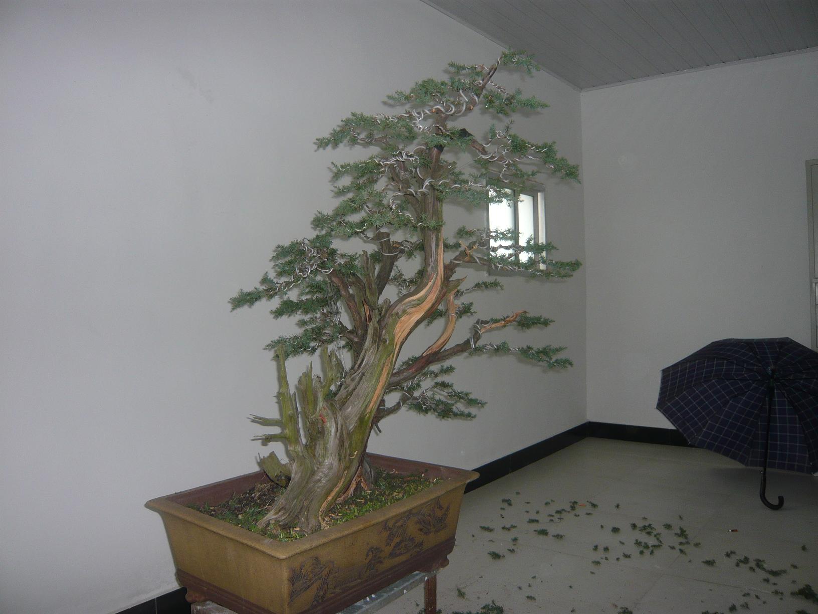 P1030540.JPG