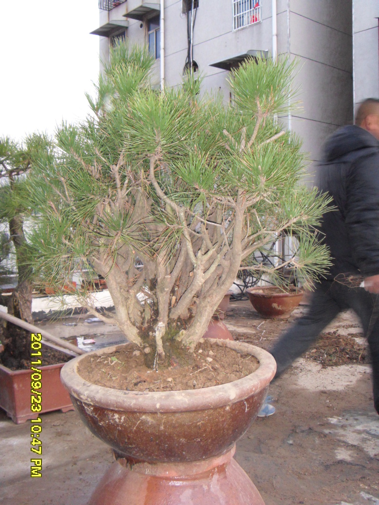 SDC11579.JPG
