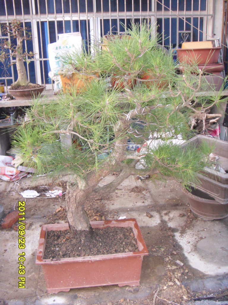 SDC11575.JPG
