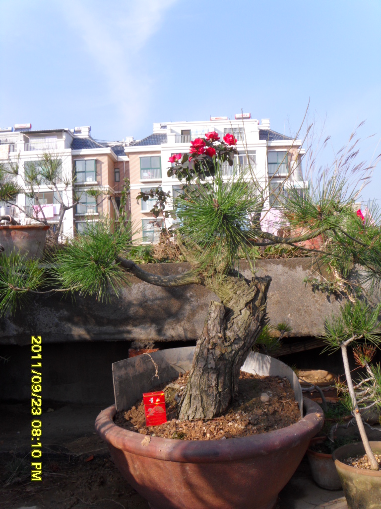 SDC11569.JPG