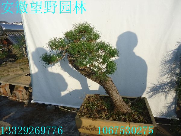 93.jpg