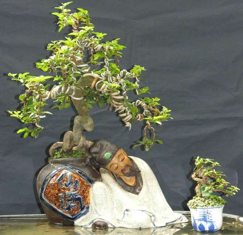 triphasia_trifoliata_b_wibon_thansay.jpg