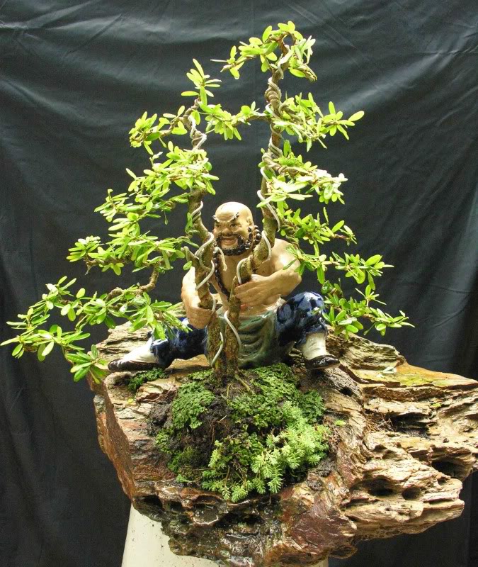 wrightia_lct2t.jpg