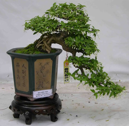 wrightia_mctb8_410.jpg