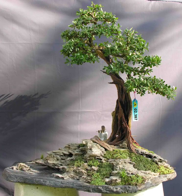 desmodium_uniforliatum_tc24_linhsam.jpg