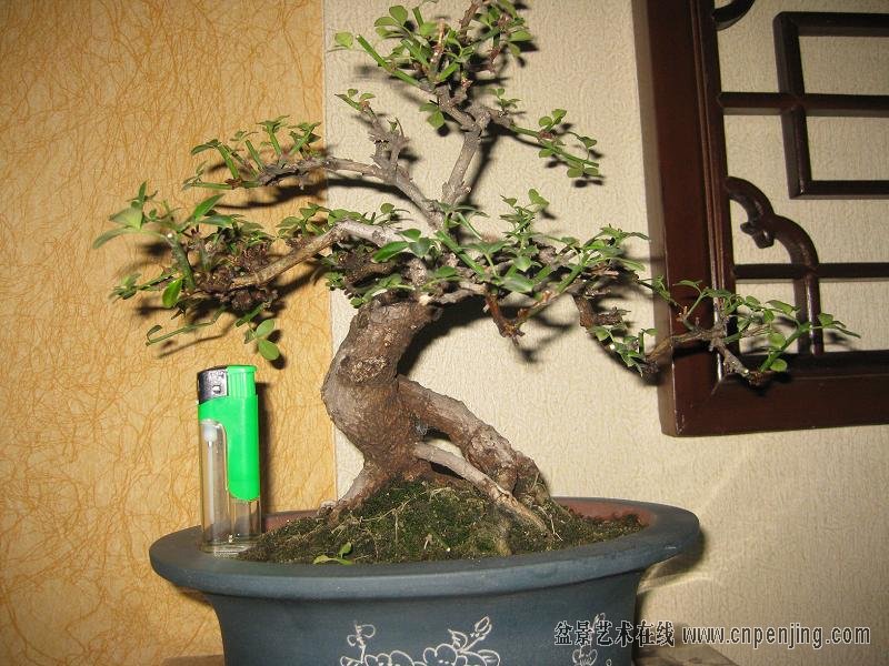 144625vmqhmomdhtehu0th[1].jpg