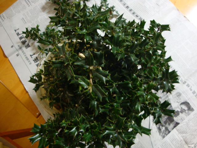 DSC07106.JPG