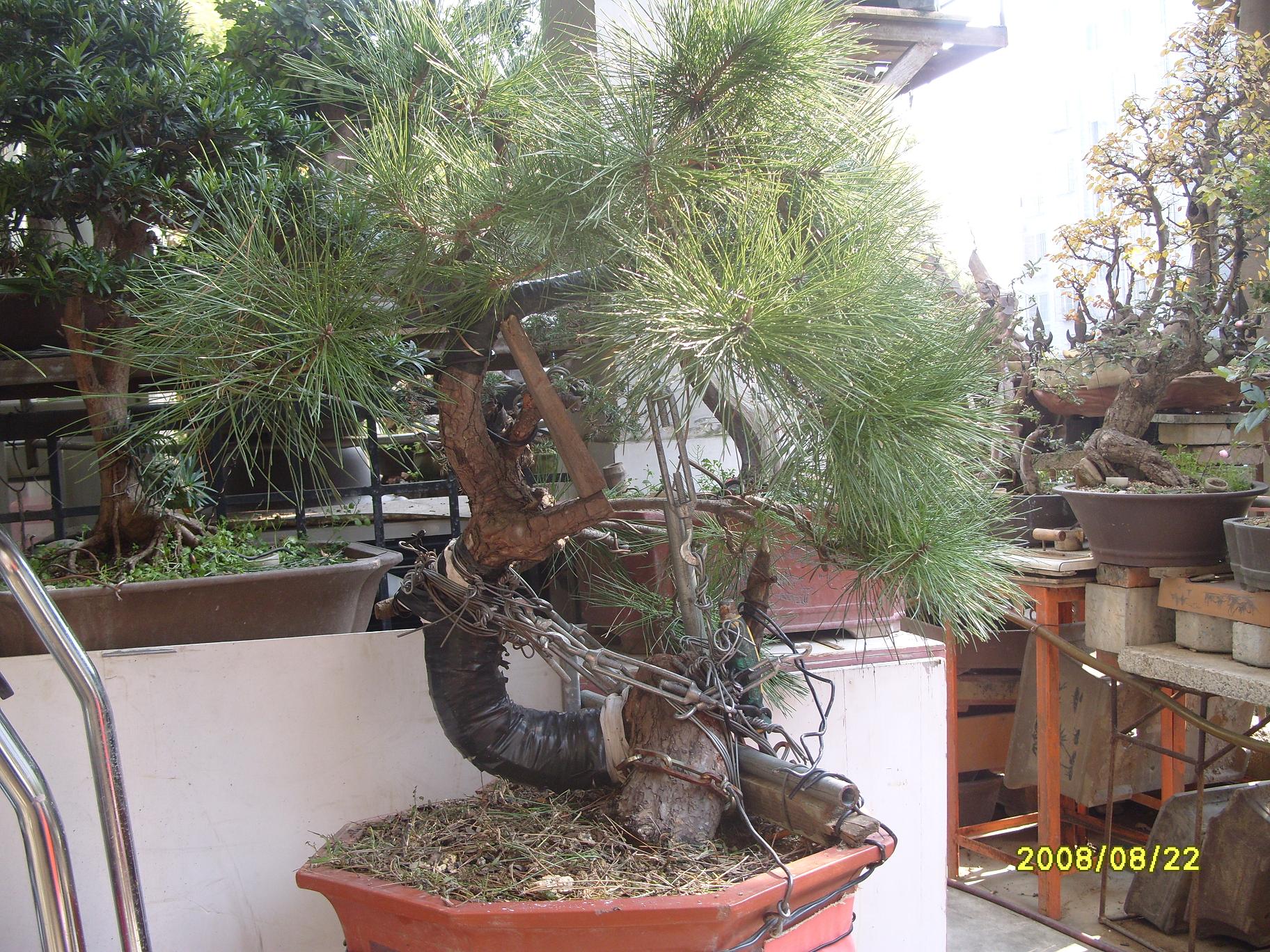 S1053918.JPG