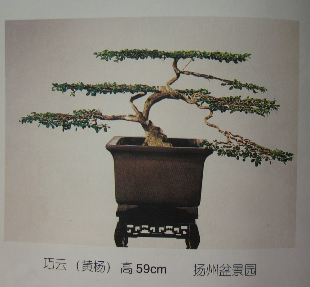 ƣ 59cm_1.jpg
