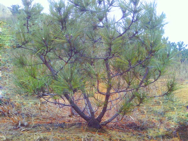 IMAG0013.JPG