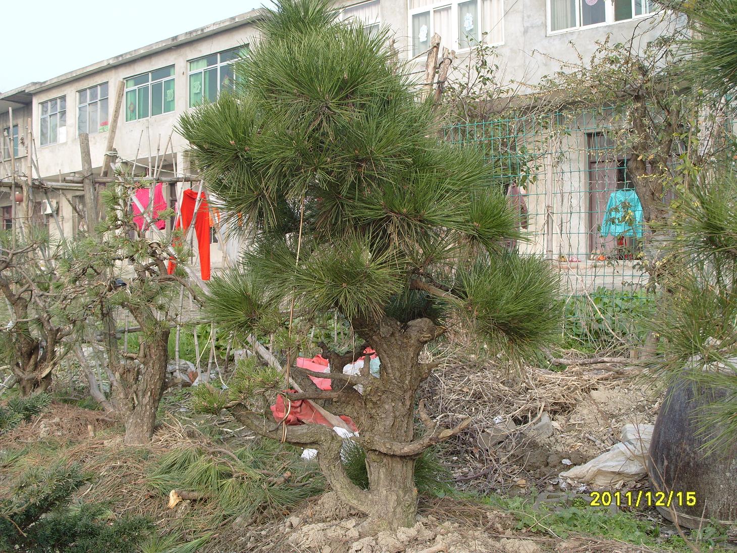 S1054078.JPG