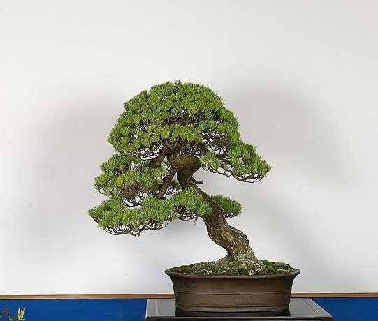 448625.jpg