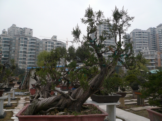 P1110031.JPG