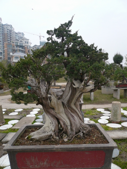 P1110035.JPG