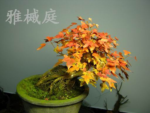 С IMG_1044.JPG