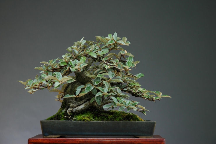 20elaeagnus pungens, kangumi, shohin_po.jpg