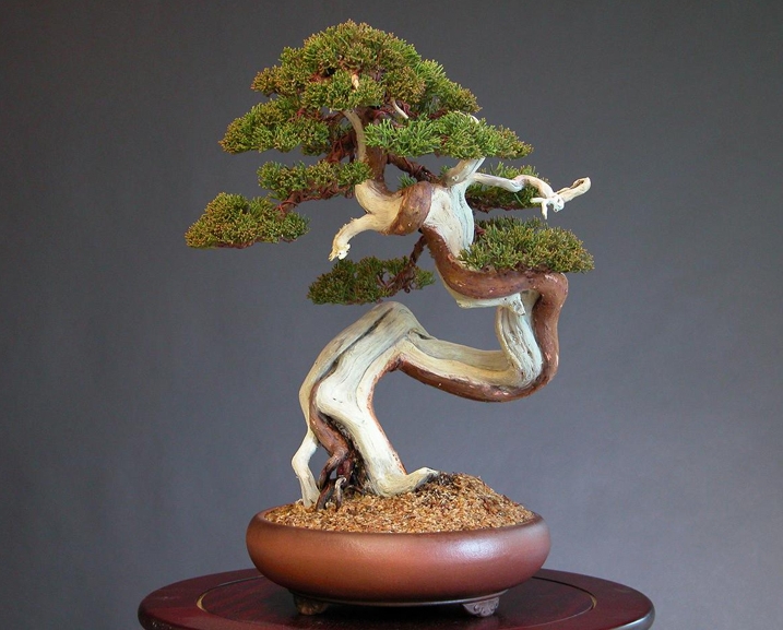 24juniperus chinensis, shinpaku, chuhin po.jpg