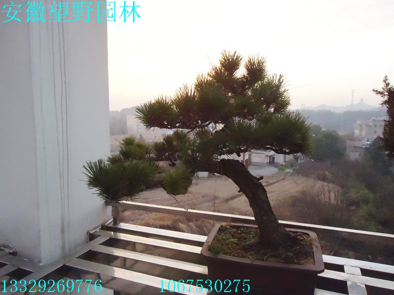 DSC03057C.jpg