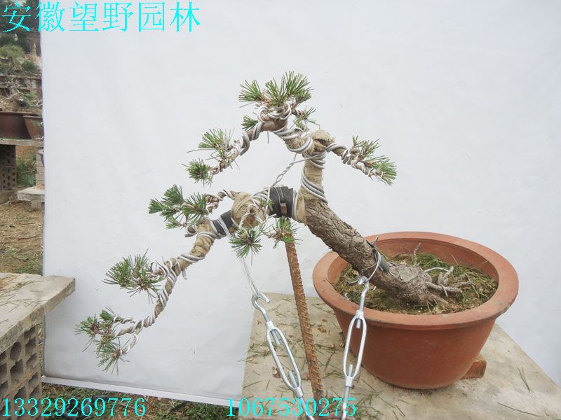 DSC03083A.jpg