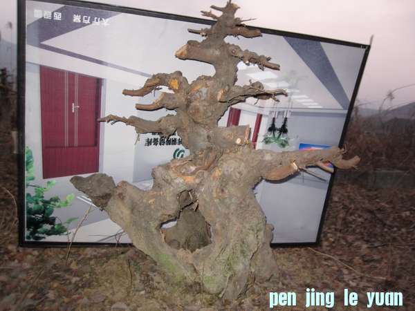 IMG_3458.jpg