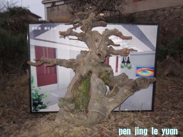 IMG_3460.jpg