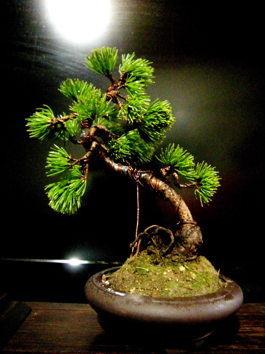 DSCN1735_СС.jpg