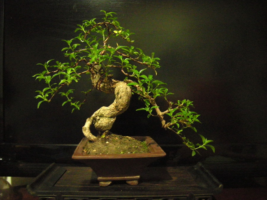 DSCN1743_СС.jpg