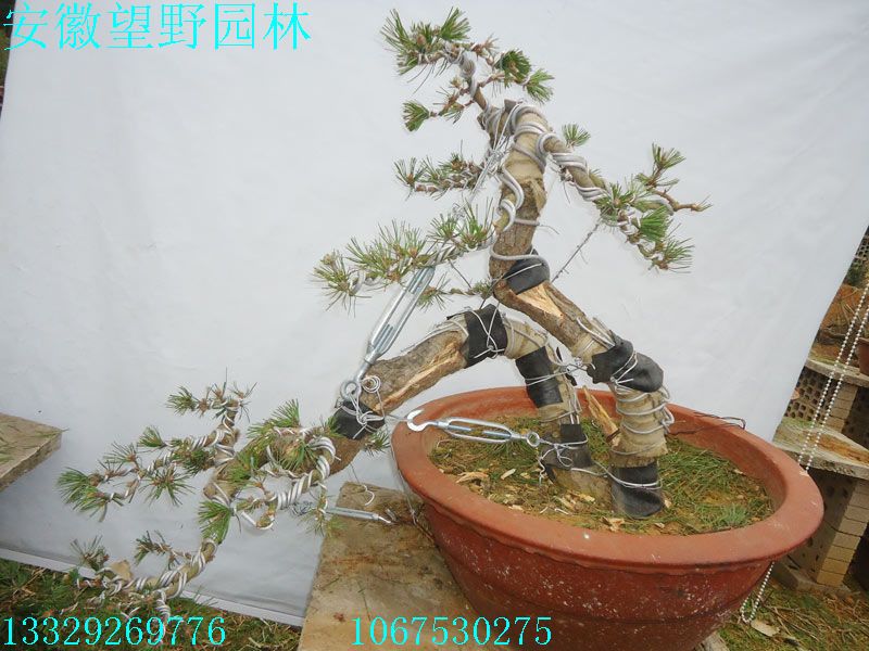 DSC03081C.jpg