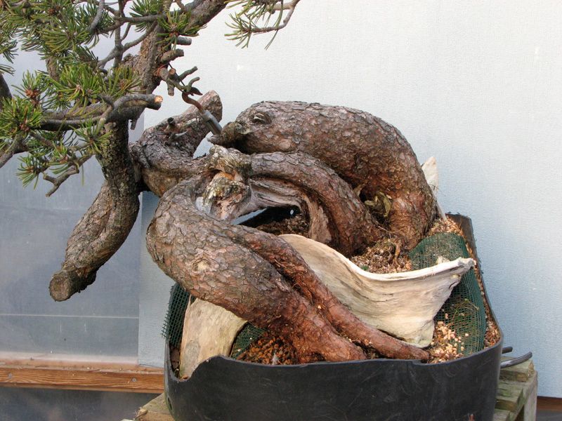 largetrees543d.jpg
