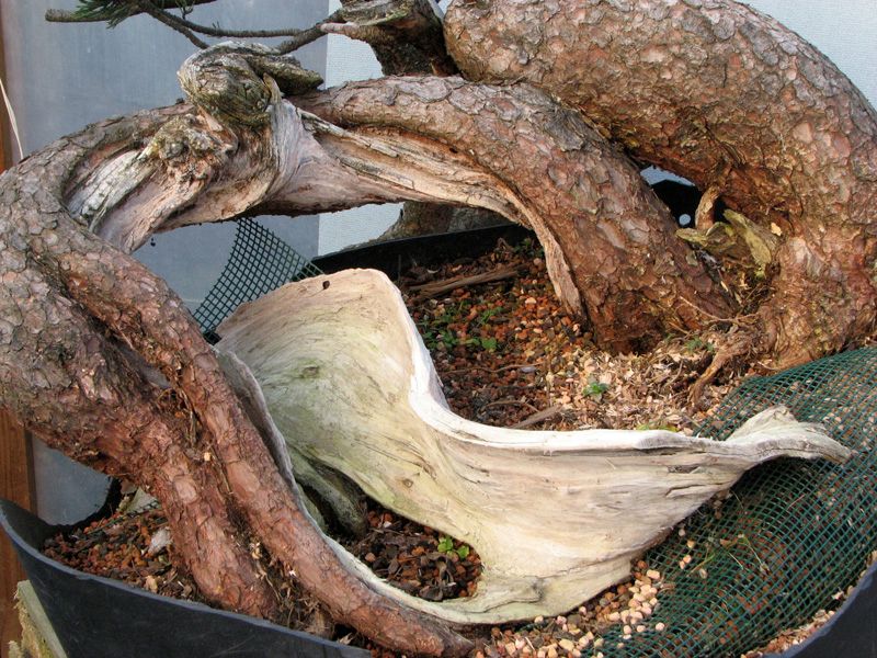 largetrees543e.jpg