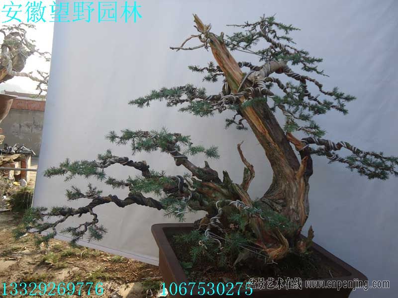 152822yn3nj3nx1ma1gkan.jpg
