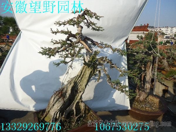 1547392svif00426udwvd5.jpg