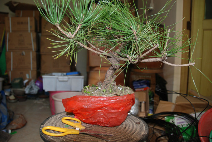 DSC_0454.JPG
