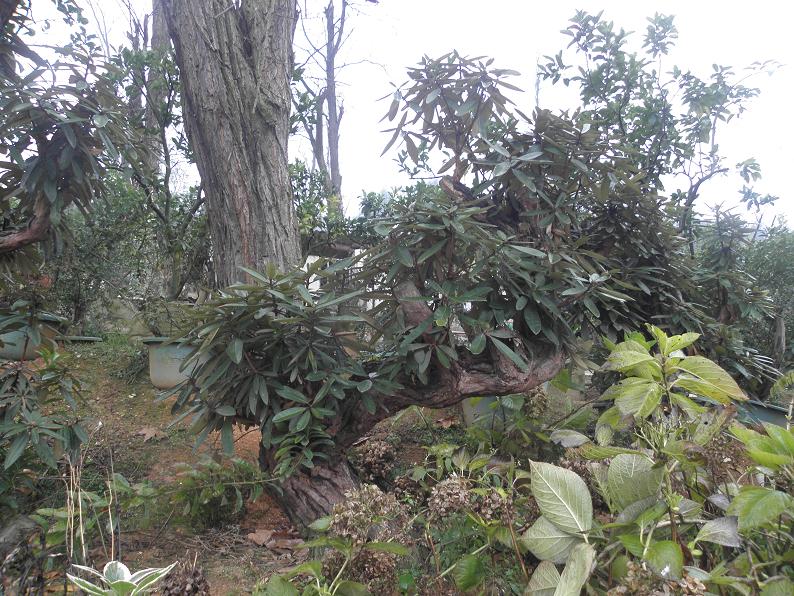 P1021669.JPG