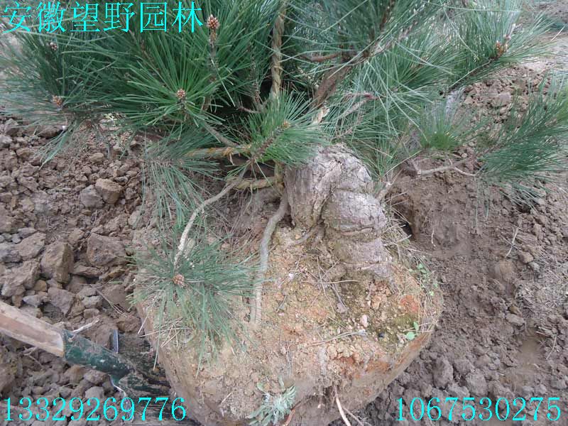 DSC03102.jpg