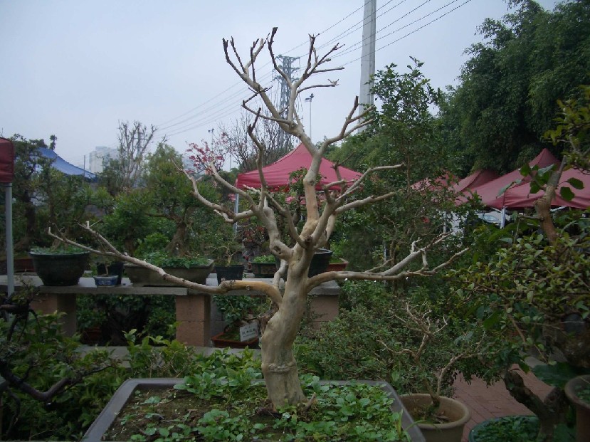 CIMG3373.JPG