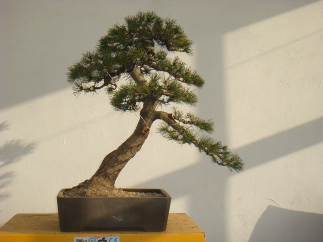 DSC08854.JPG