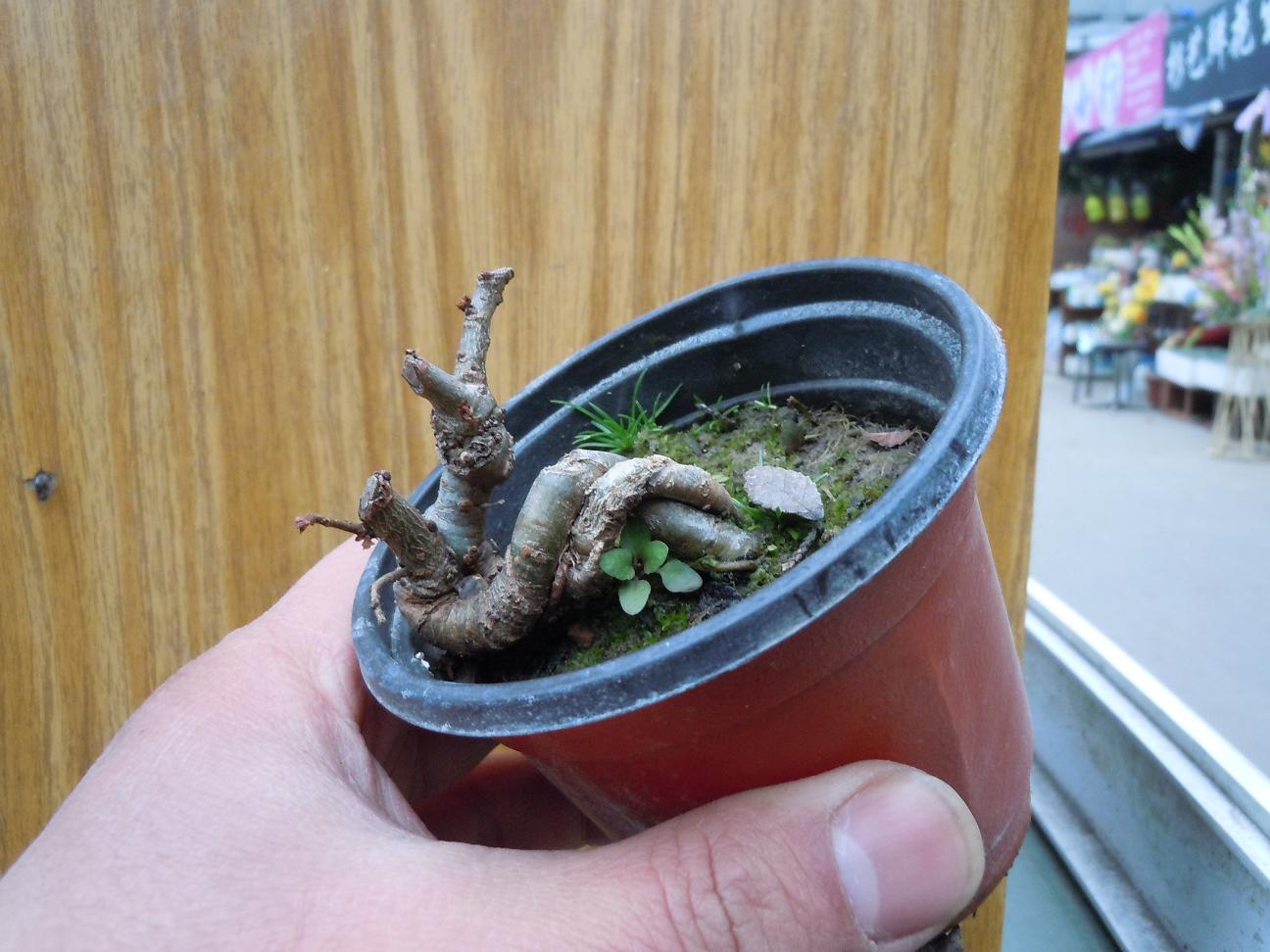 DSCN1758.jpg