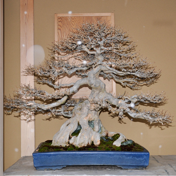 DSC0262-L.jpg